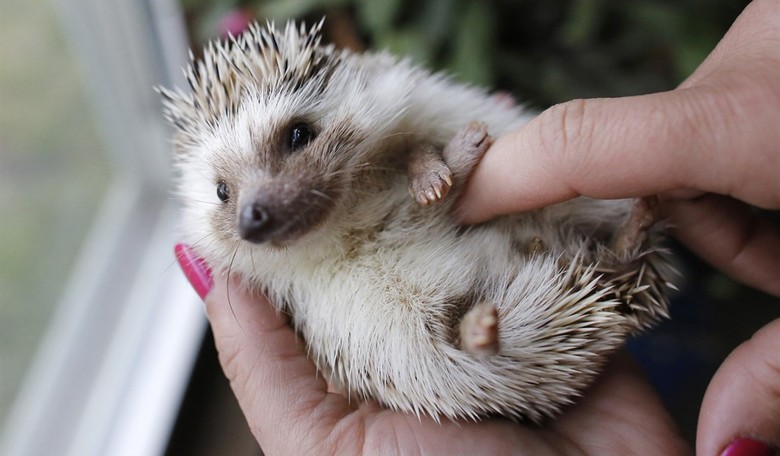 Winston Churchill to Be Replaced on UK Banknotes With a Hedgehog or Badger