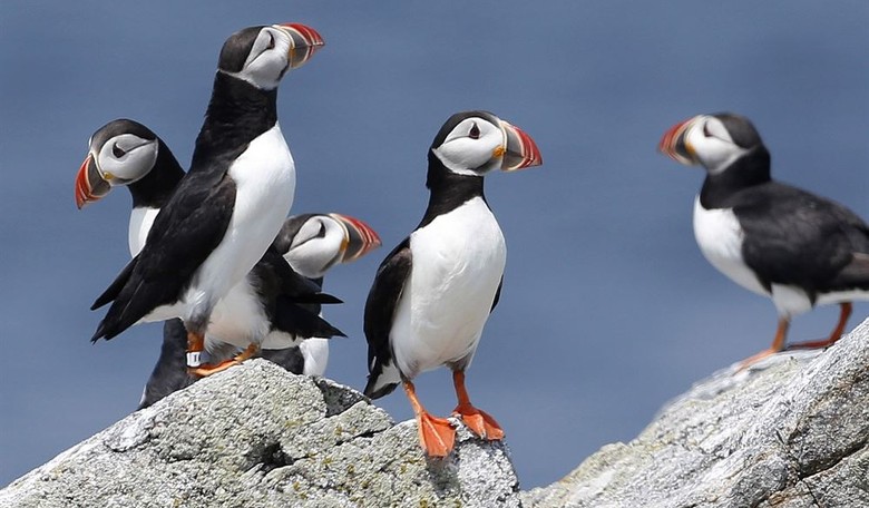 Why Do Environmentalists Hate Birds So Much?