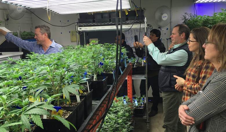 More Than 80 Percent of Texans Support Medical Marijuana Legalization