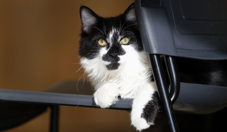 Go Army, Beat Navy: It’s Time for the Army to Lead the Way on Ending Animal Testing