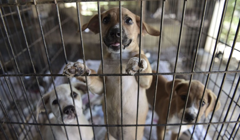 Haitian Group Seeks Criminal Charges Against Trump, Vance Over Pet-Eating Claims
