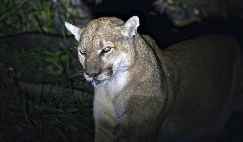 How Many Mountain Lions Are Too Many? 