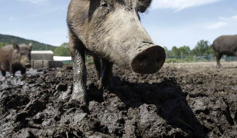 Hybrid Super Pigs: The Destructive Canadian Invasion Now Heading for the U.S.