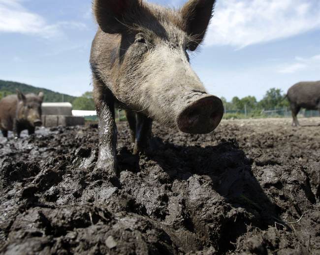 Hybrid Super Pigs: The Destructive Canadian Invasion Now Heading for the U.S.