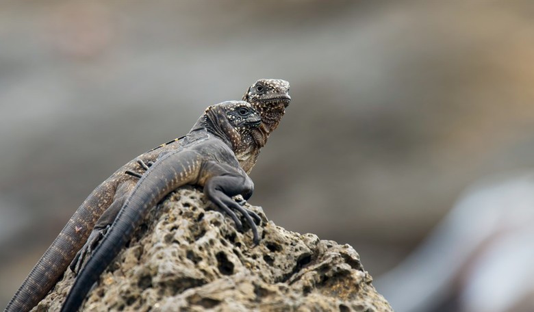 The Odds of Evolution Are Zero