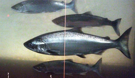 Animal Rights Movement Seeks to Jail Hunters and Fishermen With This Measure