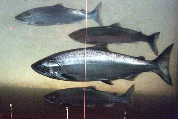 Animal Rights Movement Seeks to Jail Hunters and Fishermen With This Measure