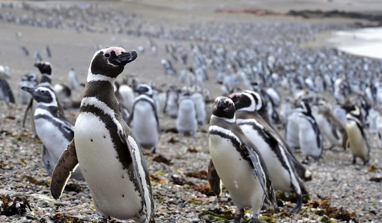 Lutnick Was Asked About Tariffs Against 'Penguin-Inhabited Islands.' Here's What He Had to Say.