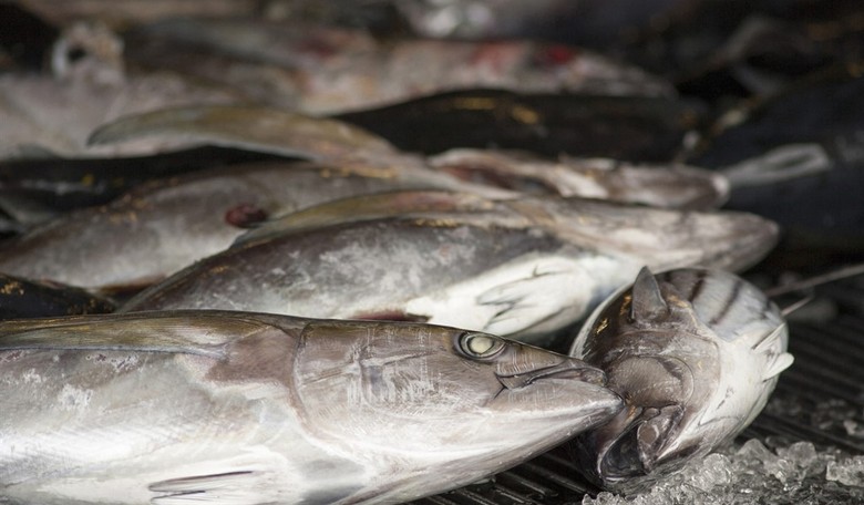 Trump Cuts the Net Biden Threw Over U.S. Fishermen