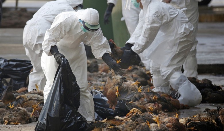 China Reports First Human Case of Bird Flu Strain, Downplays Animal-to-Human Jump