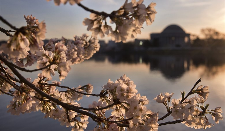 A Pro-Trump Boat Completely Ruined the DC Cherry Blossom Race for Hundreds of Miserable Libs