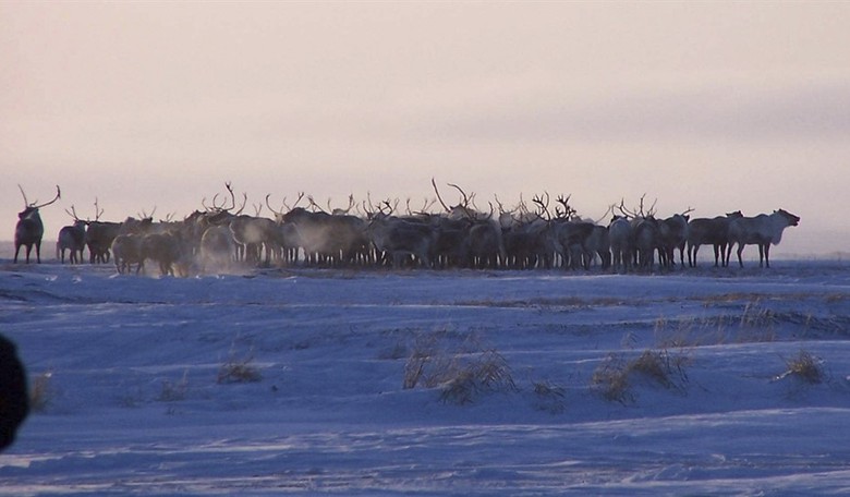 Why Would Santa Choose Reindeer? Because They Are Perfect for Pulling Sleighs.