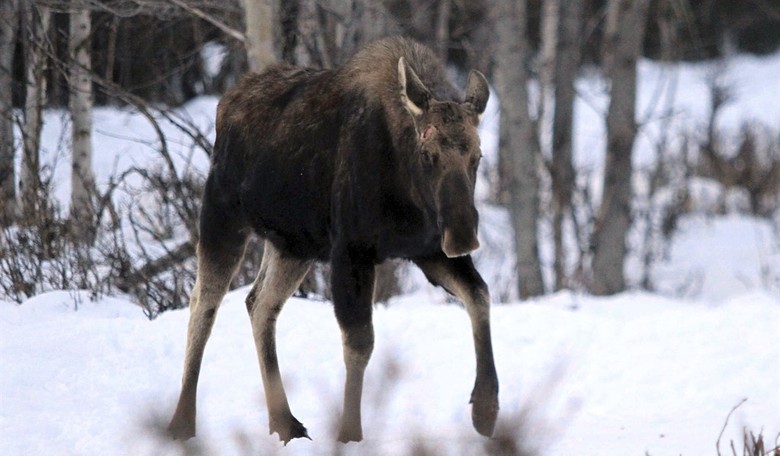 Moose v. Colorado Woman: Moose 1, Colorado Woman 0
