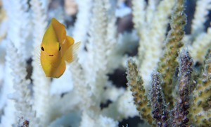 Turns Out the Great Barrier Reef Is Rebounding Despite Environmentalists' Doomsday Predictions