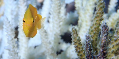 Turns Out the Great Barrier Reef Is Rebounding Despite Environmentalists' Doomsday Predictions