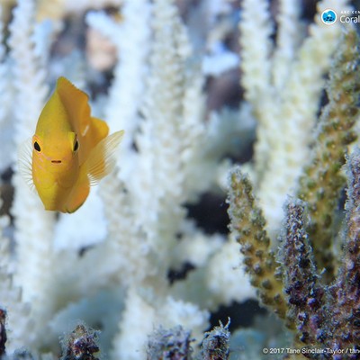 Turns Out the Great Barrier Reef Is Rebounding Despite Environmentalists' Doomsday Predictions