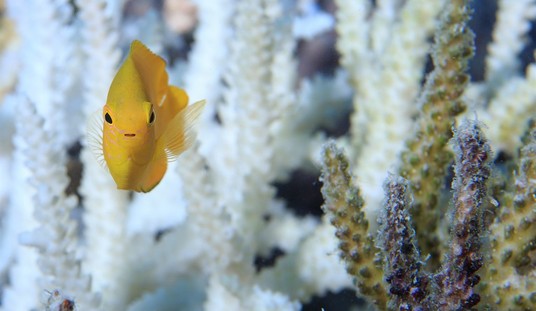 Climate Change Isn't Burning Up the Great Barrier Reef After All