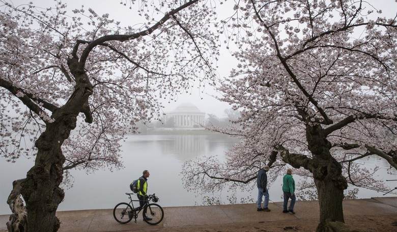 No Cherry Blossom Walks: DC Metro Shuts Down Access to Iconic Trees