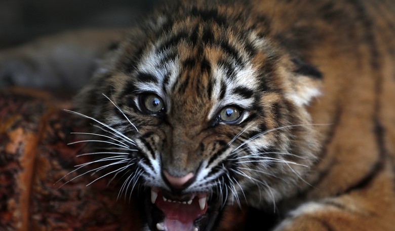 Something Is Rotten in Denmark: Zoo's Unwanted Pet-to-Predator Buffet Sparks Outrage