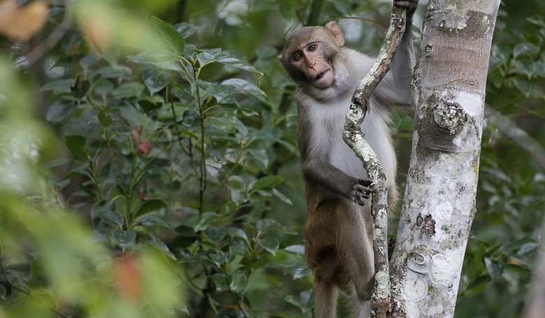 Monkeying Around in Florida