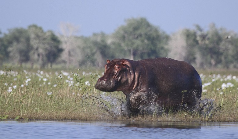 Colombia to Euthanize Wild 'Cocaine Hippos'  
