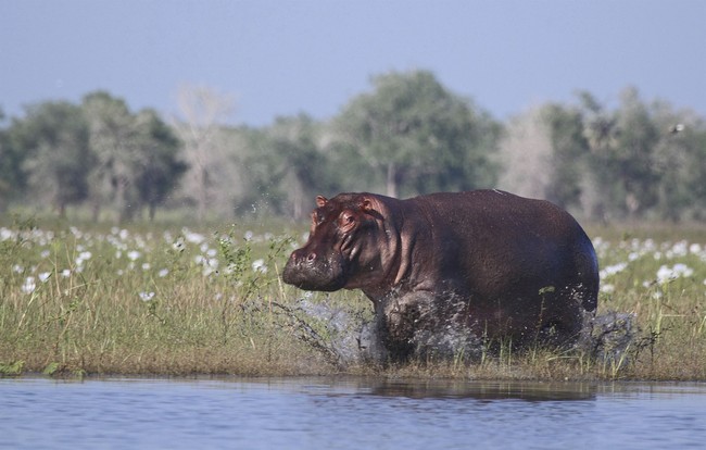 Colombia to Euthanize Wild 'Cocaine Hippos'