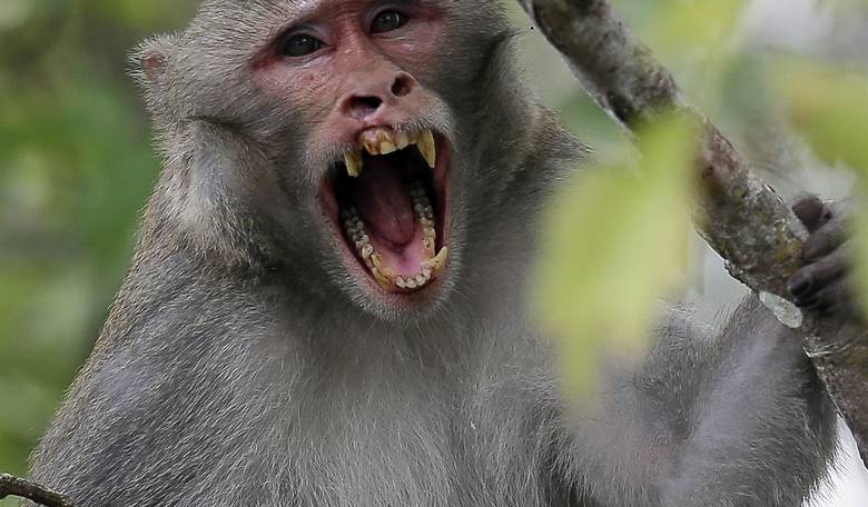 Escaped Monkeys No Match for Mississippi Mom