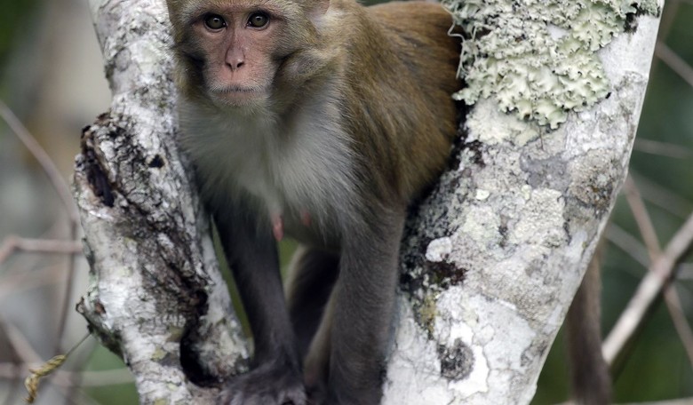 Mississippi Mother Catches Escaped Monkey in Her Backyard – What She Did Next Might Surprise You