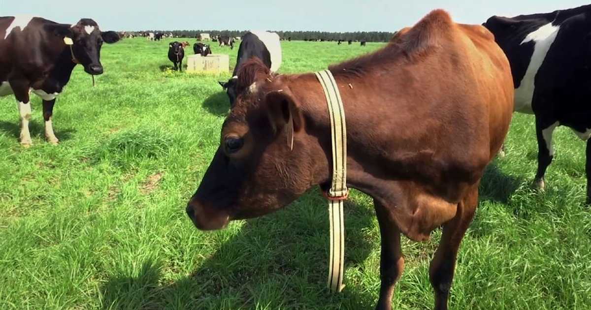 Wisconsin Dems Deleted 'Dairy Month' Post Shows How Out of Touch They Are