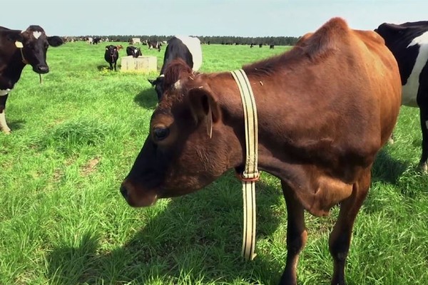Wisconsin Dems Deleted 'Dairy Month' Post Shows How Out of Touch They Are