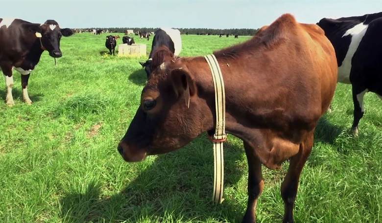 Wisconsin Dems Deleted 'Dairy Month' Post Shows How Out of Touch They Are