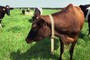 Wisconsin Dems Deleted 'Dairy Month' Post Shows How Out of Touch They Are