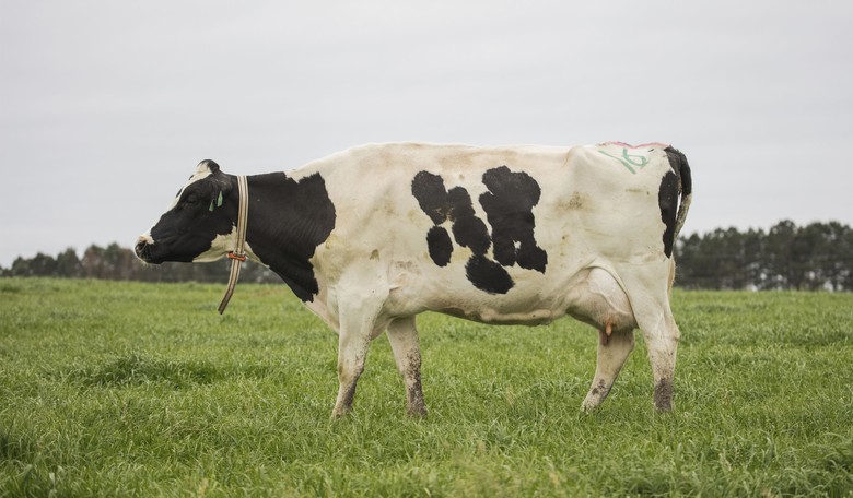 Folks Were Not a Fan of This Cow's Name at the Wisconsin State Fair