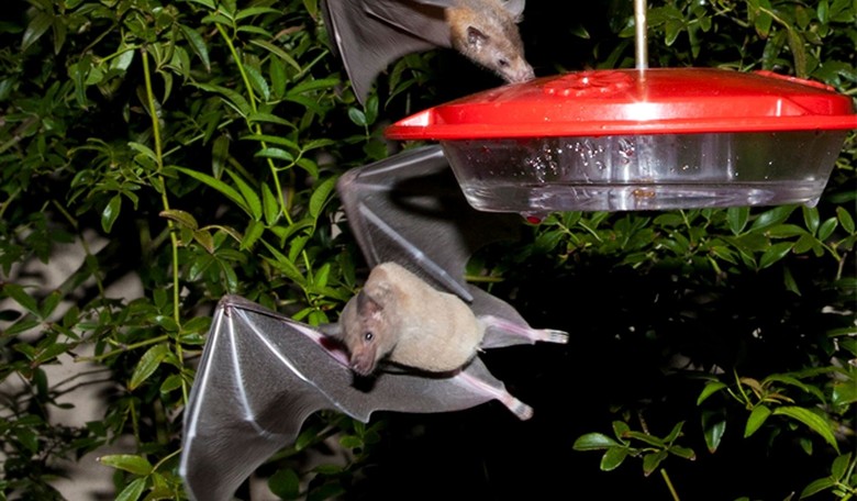 This New York Times Editorial Is So Unhinged It Can Only Be Described As ‘Bat-Crap Crazy'