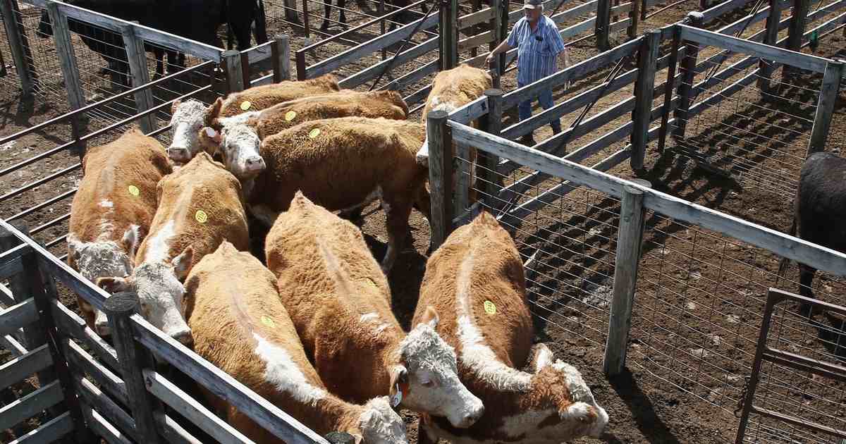 townhall.com - Joseph Chalfant - Flesh-Eating Parasites Threaten American Livestock Industry