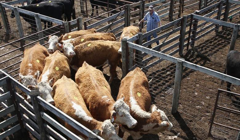 Flesh-Eating Parasites Threaten American Livestock Industry