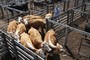 Flesh-Eating Parasites Threaten American Livestock Industry