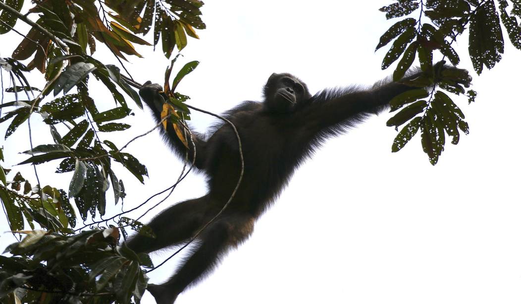 This Chimpanzee Civil War Happening in Uganda Is Totally Bananas