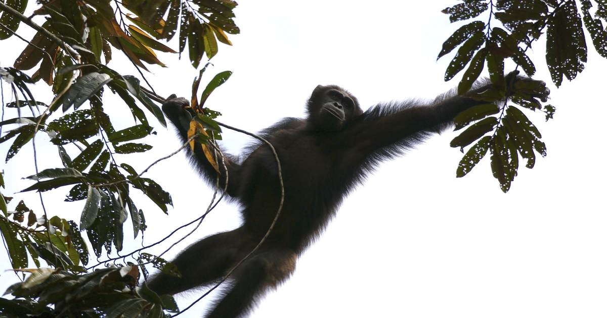 This Chimpanzee Civil War Happening in Uganda Is Totally Bananas