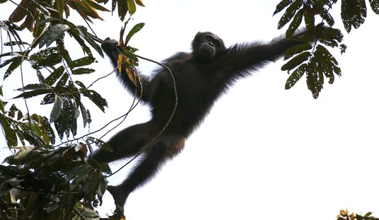 This Chimpanzee Civil War Happening in Uganda Is Totally Bananas 