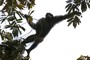 This Chimpanzee Civil War Happening in Uganda Is Totally Bananas 