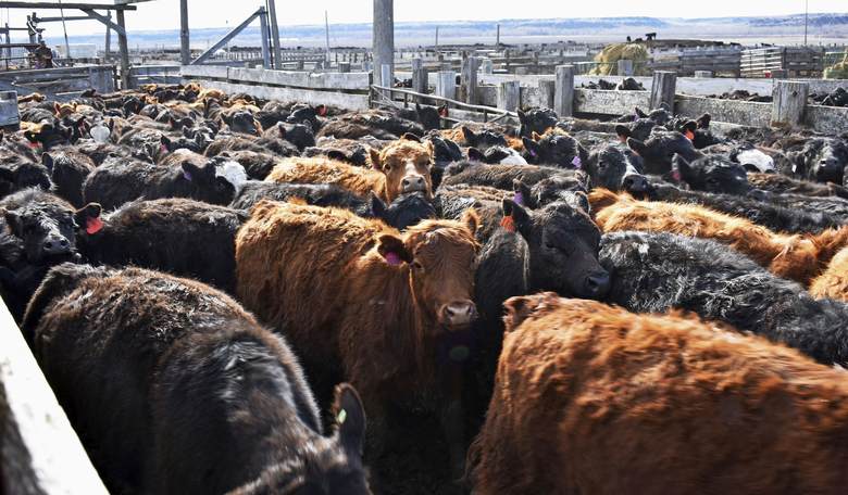 Keep Your Hat on and Keep Wrangling the Cattle