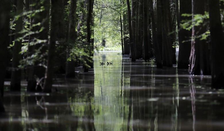 Hide & Sneak: Trump Forces the Deep-State Bog Frogs to the Surface of the Swamp