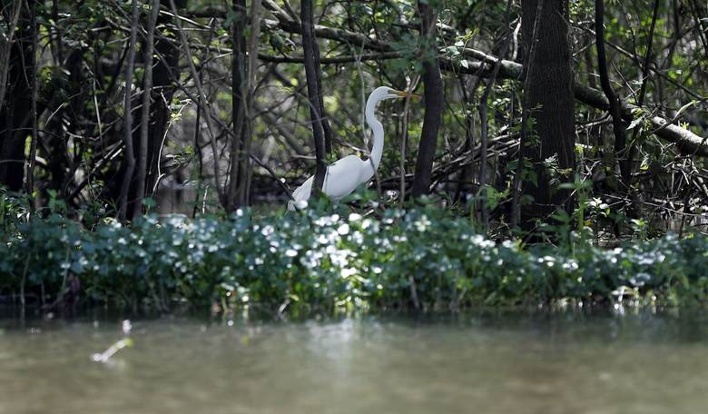 Illegal Alien Attacks Rare Bird, Gets Deported