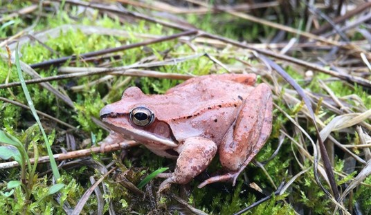 No Pulse, No Breath, No Problem: The Incredible Wood Frog