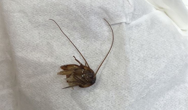 Weekend Parting Shot: Vermont's New Parenting Advice and DEI in Pest Control