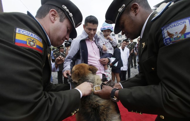 Daniel Noboa Unleashes the Beast and We're All Better Off For It