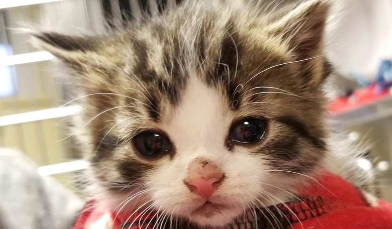 Hoge's Heroes: 9-Year-Old Boy Trades His Favorite Thing to Save Life of Kitten Being Tortured by Sadists