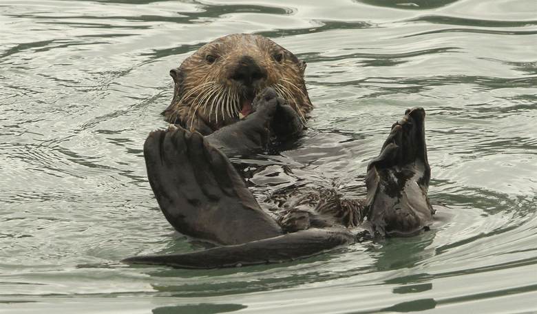Baby Otter's Screechy Rescue Ends With Happy Reunion