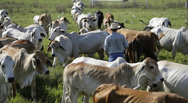Denmark Taxes Cow Farts Because Everything Is Absurd
